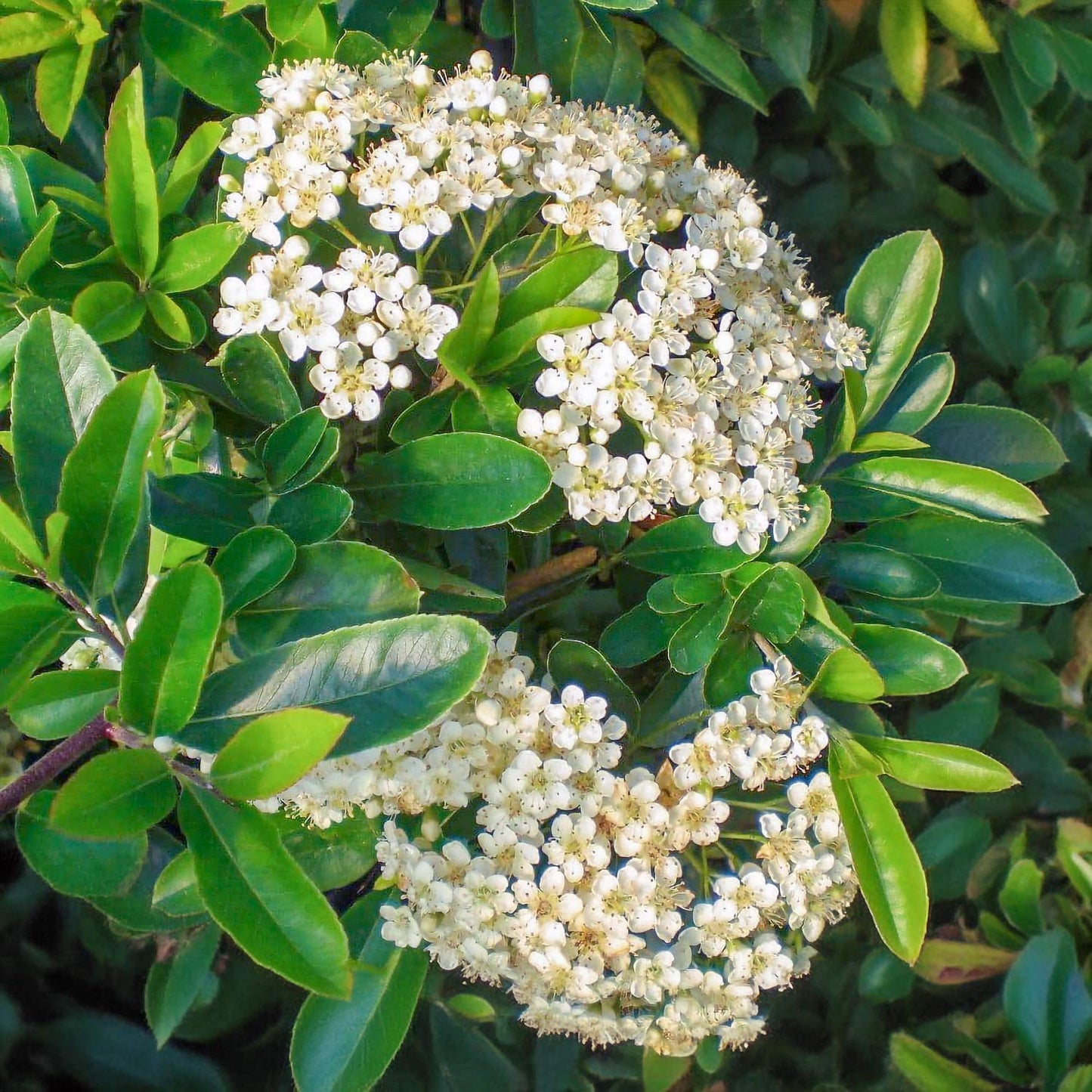 Pyracantha 'Orange Glow'