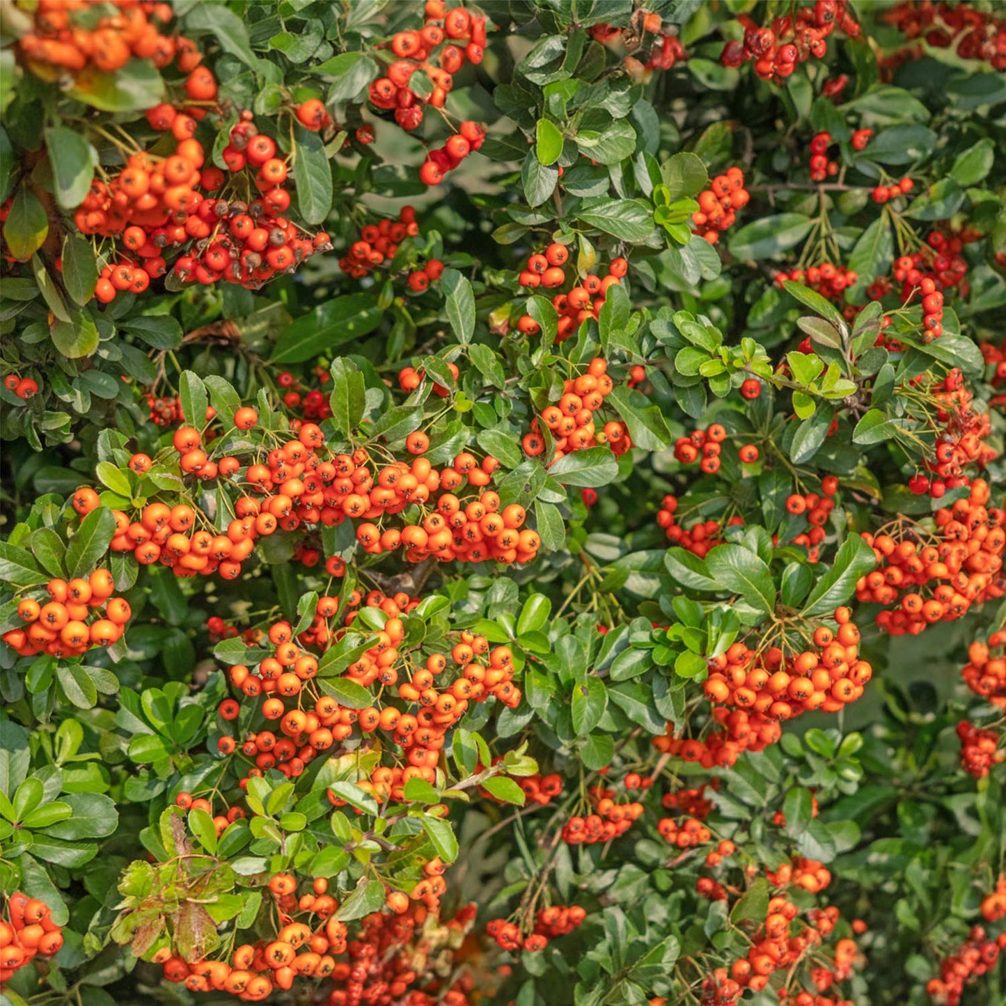 Pyracantha 'Orange Glow'