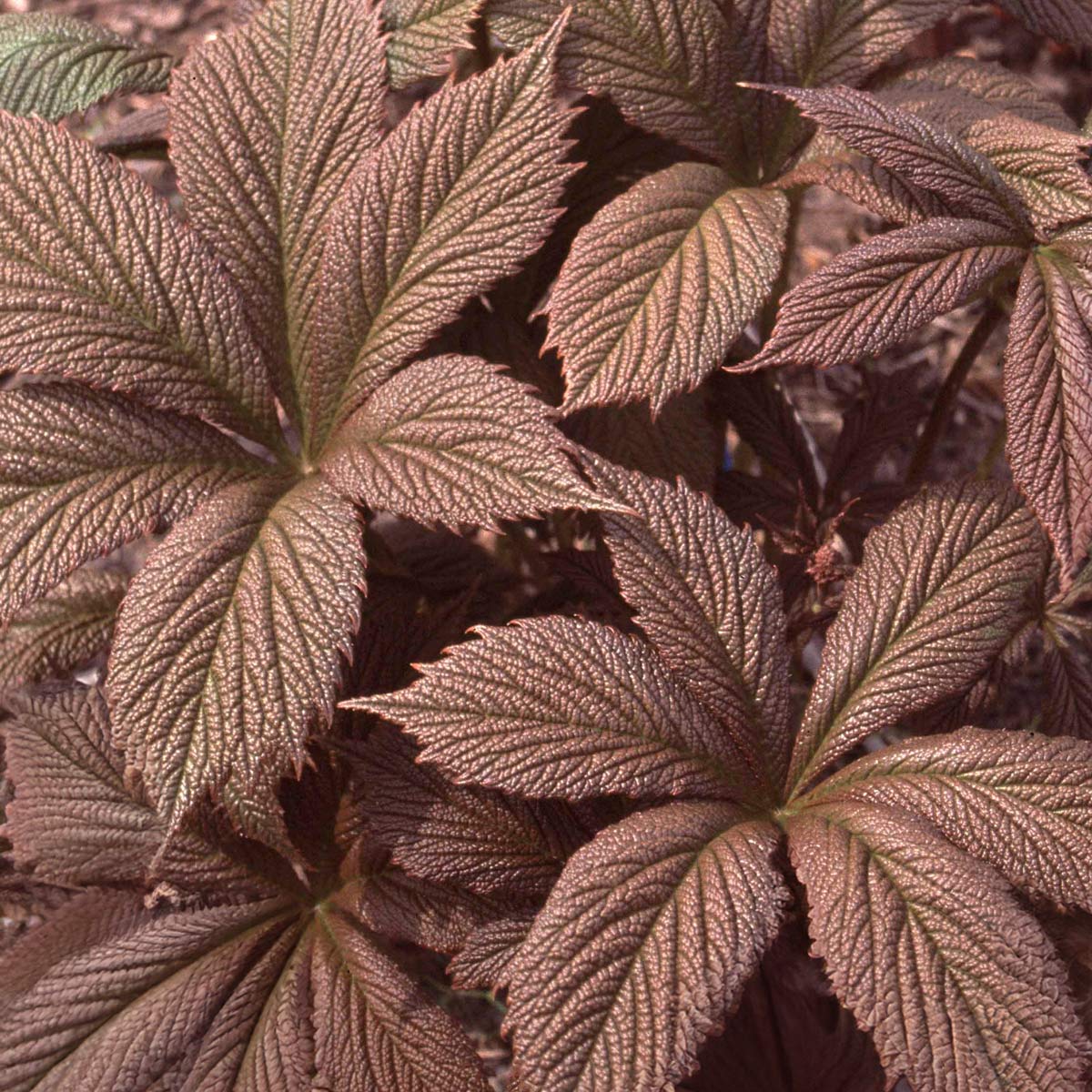 Rodgersia pinnata 'Chocolate Wing'