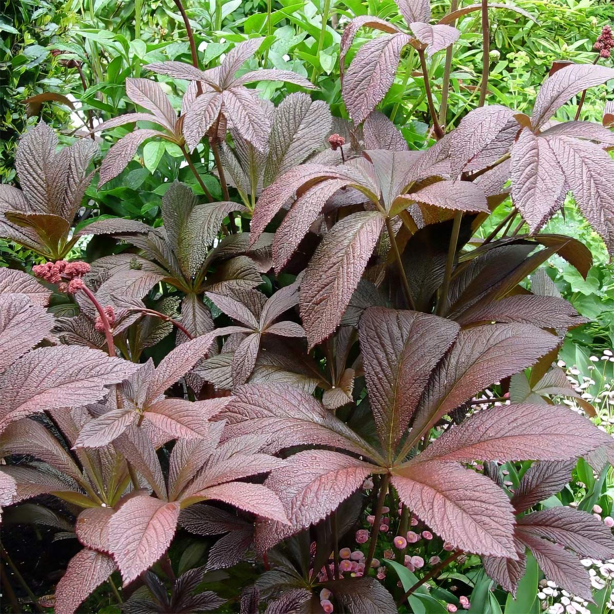 Rodgersia pinnata 'Chocolate Wing'