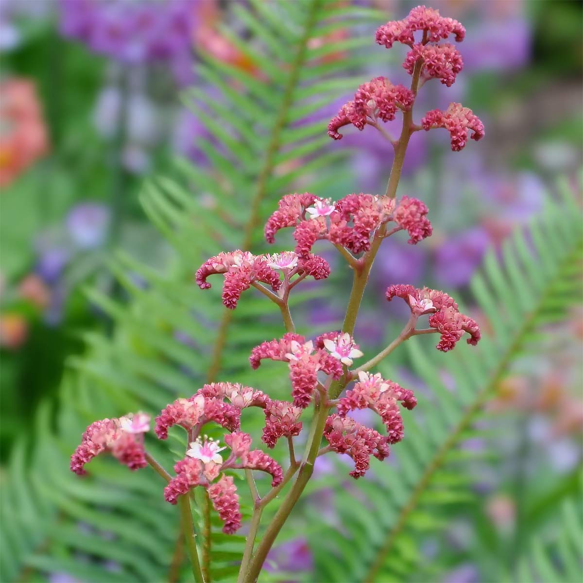 Rodgersia pinnata 'Chocolate Wing'