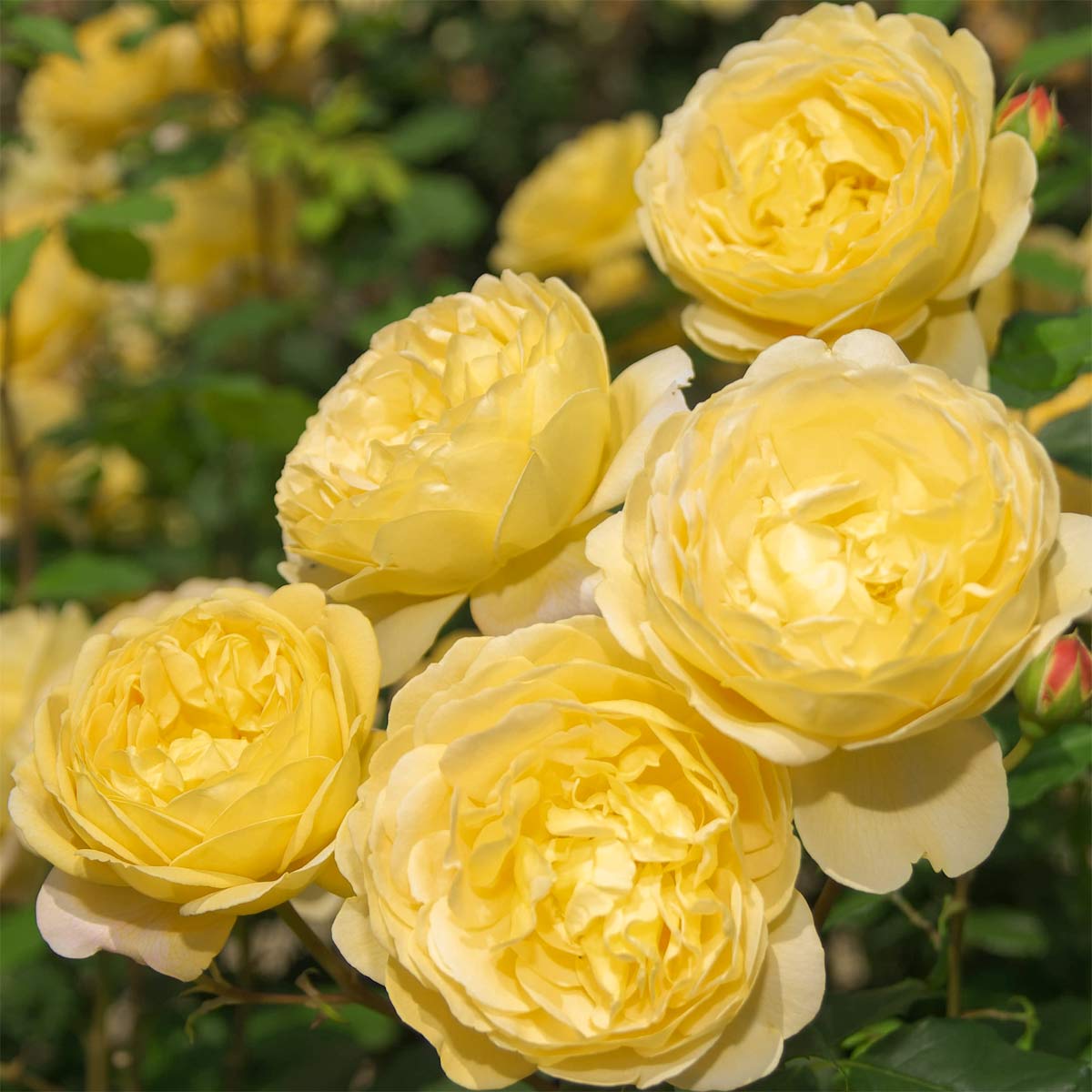 Rosa 'Charles Darwin'
