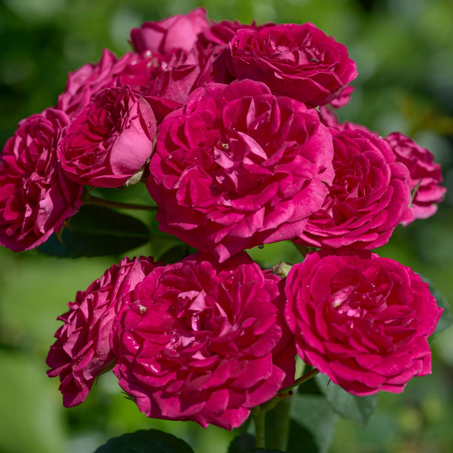 Rosa 'Crimson Shower' (Rambling) Close-up of red rambler rose flowers