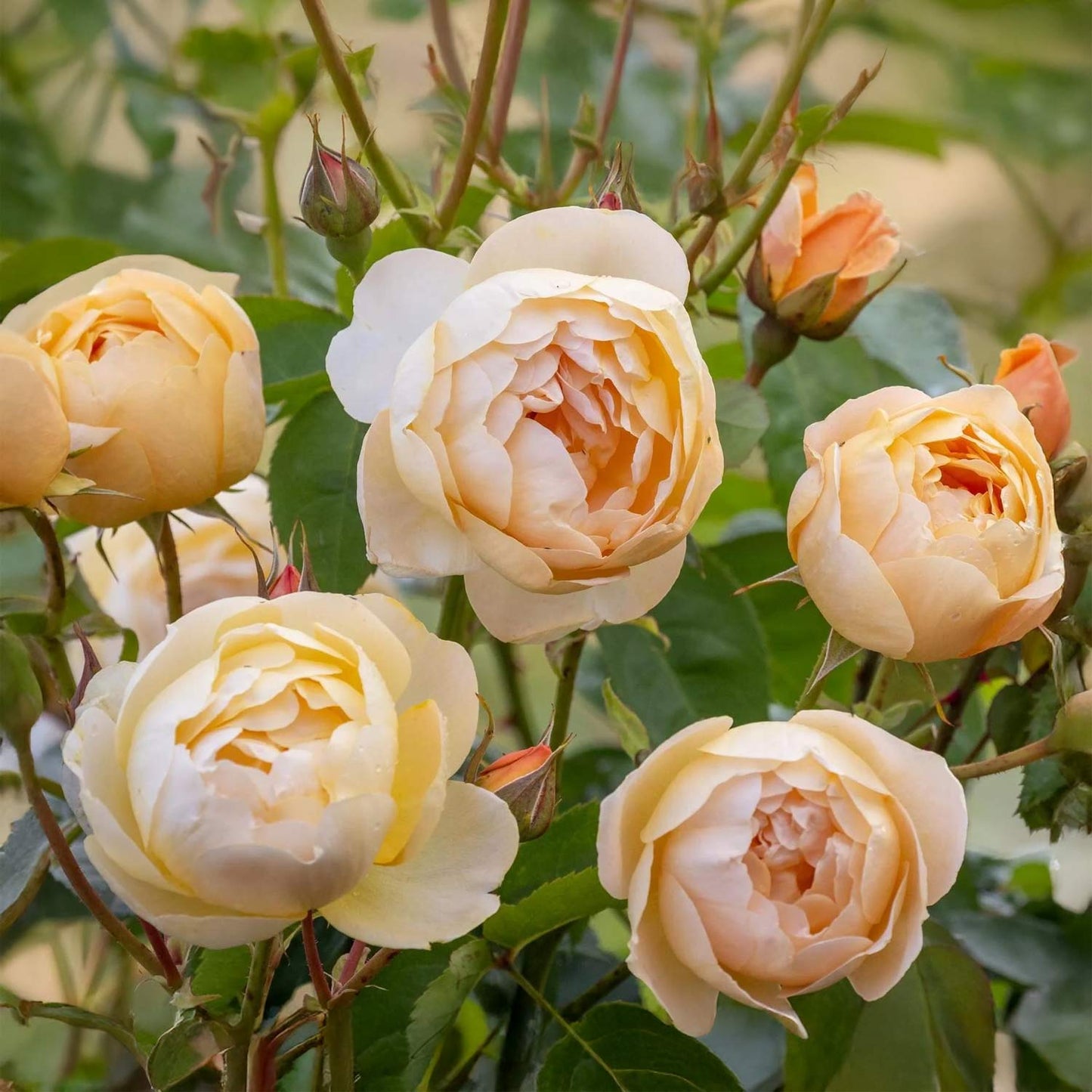 Rosa 'Dannahue'