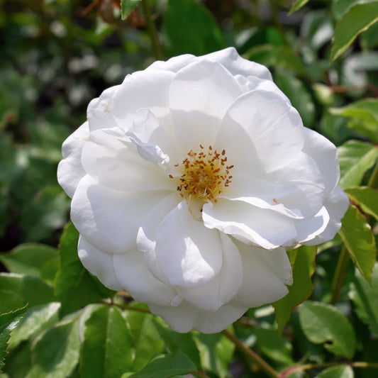 Rosa 'Iceberg' (Climber)