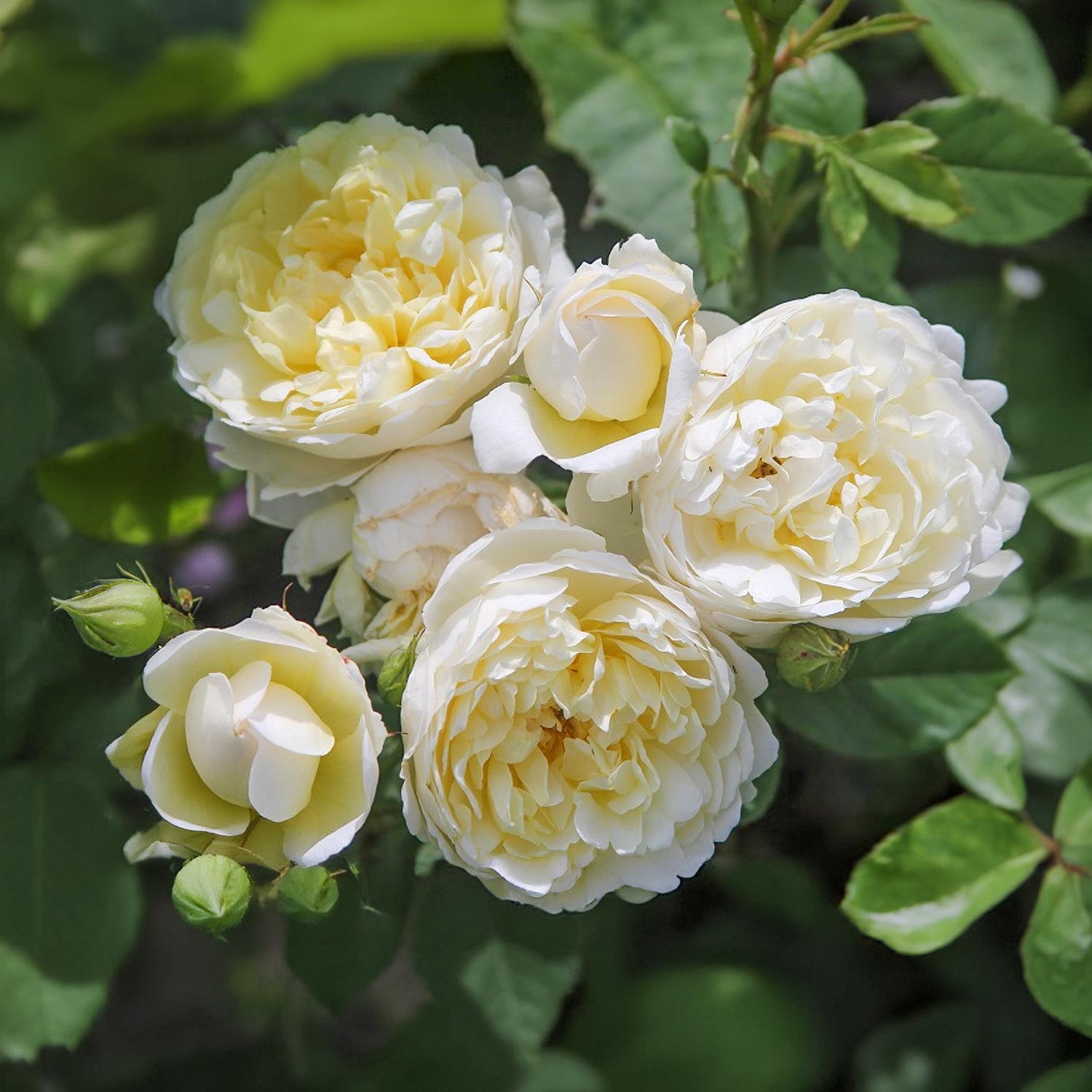 Rosa 'Nye Bevan'