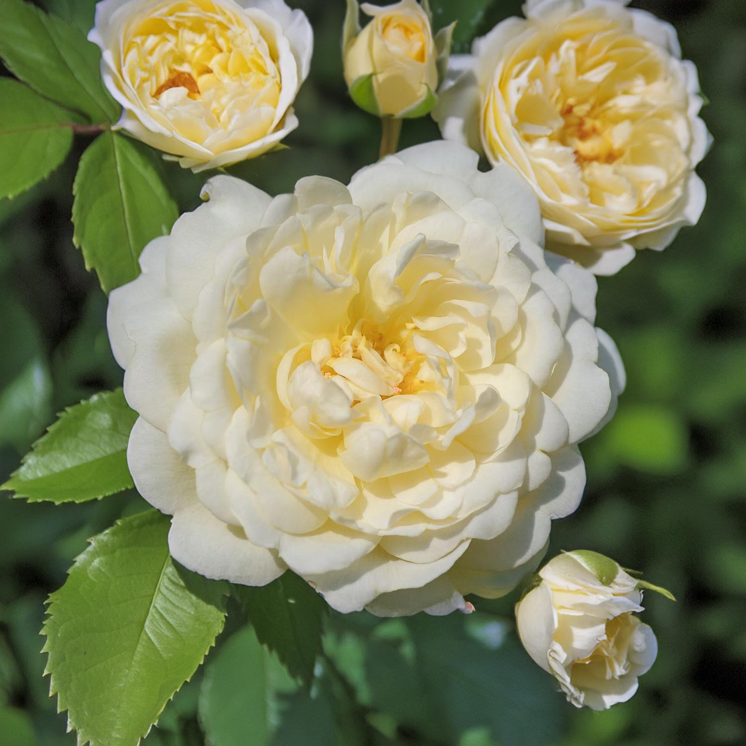 Rosa 'Nye Bevan'