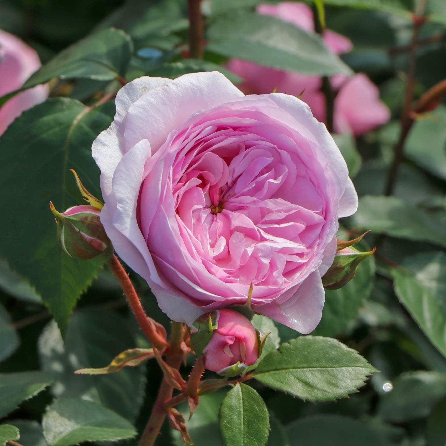 Rosa 'Olivia Rose Austin'