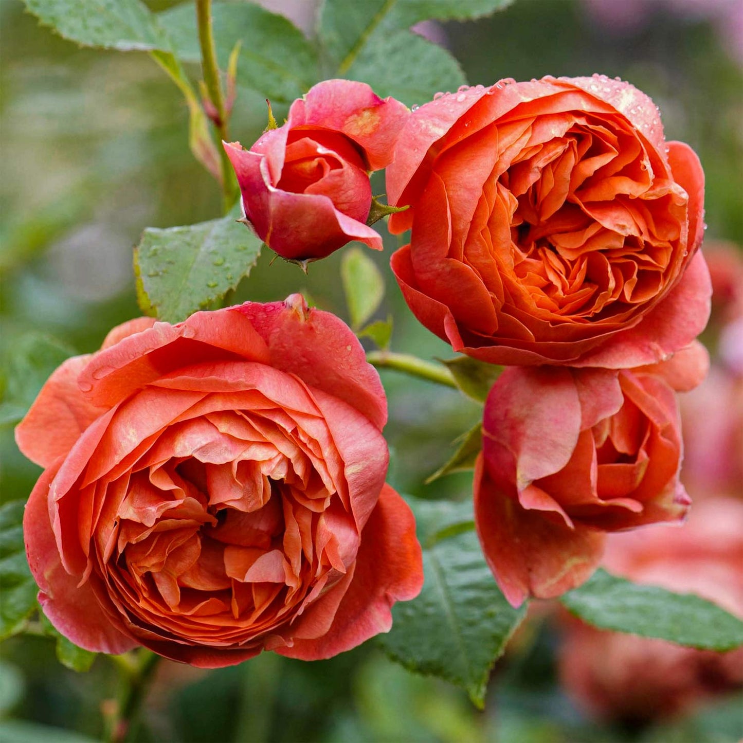 Rosa 'Summer Song'