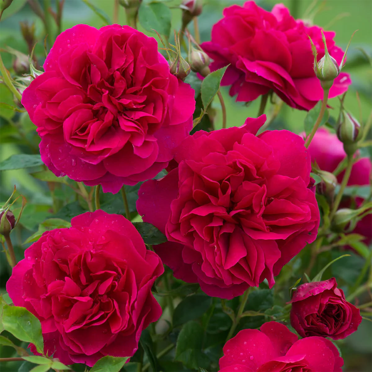 Rosa ‘Thomas A Becket’