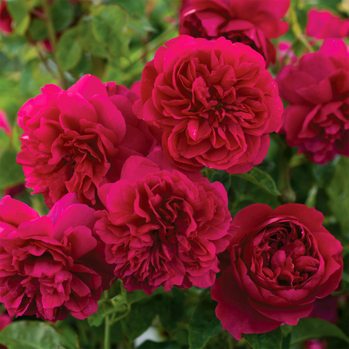 Rosa ‘Thomas à Becket’