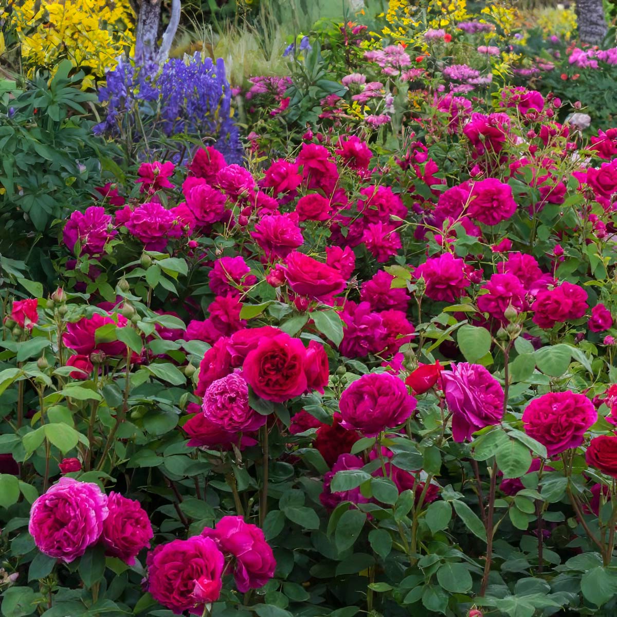 Rosa ‘Thomas a Becket’