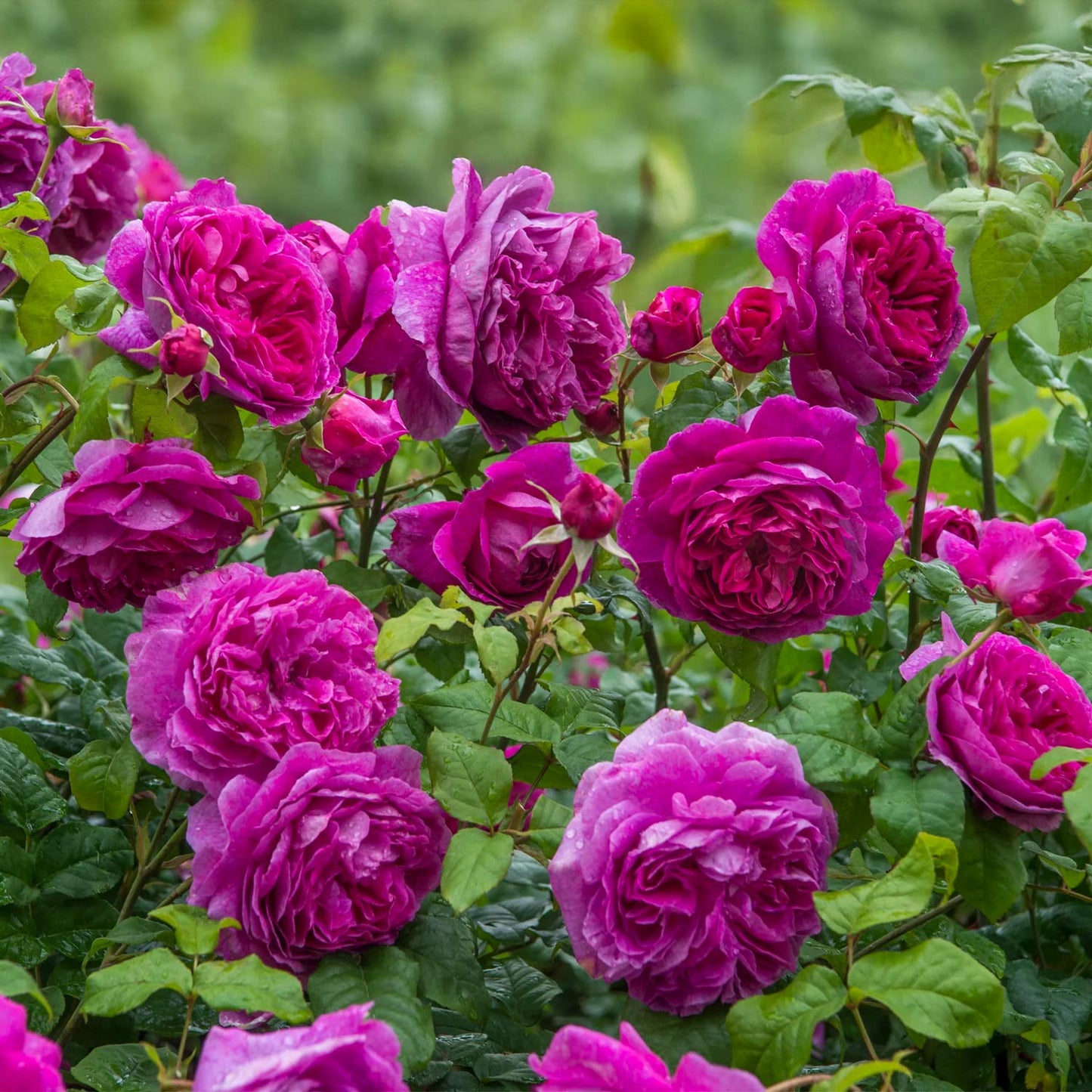 Rosa 'Young Lycidas'