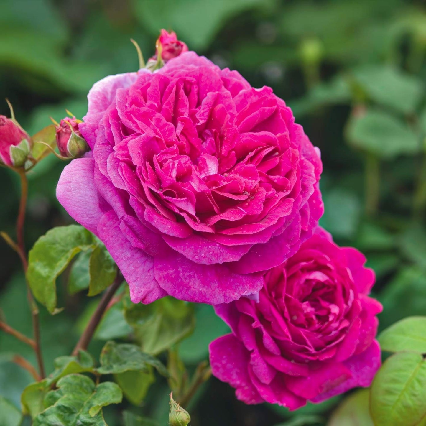 Rosa 'Young Lycidas'