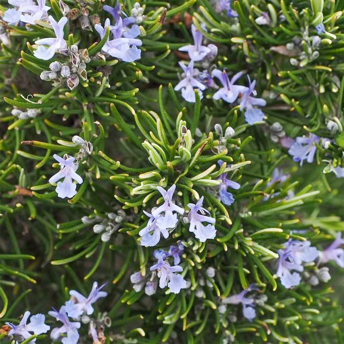 Rosmarinus officinalis 'Roman Beauty' (Rosemary)