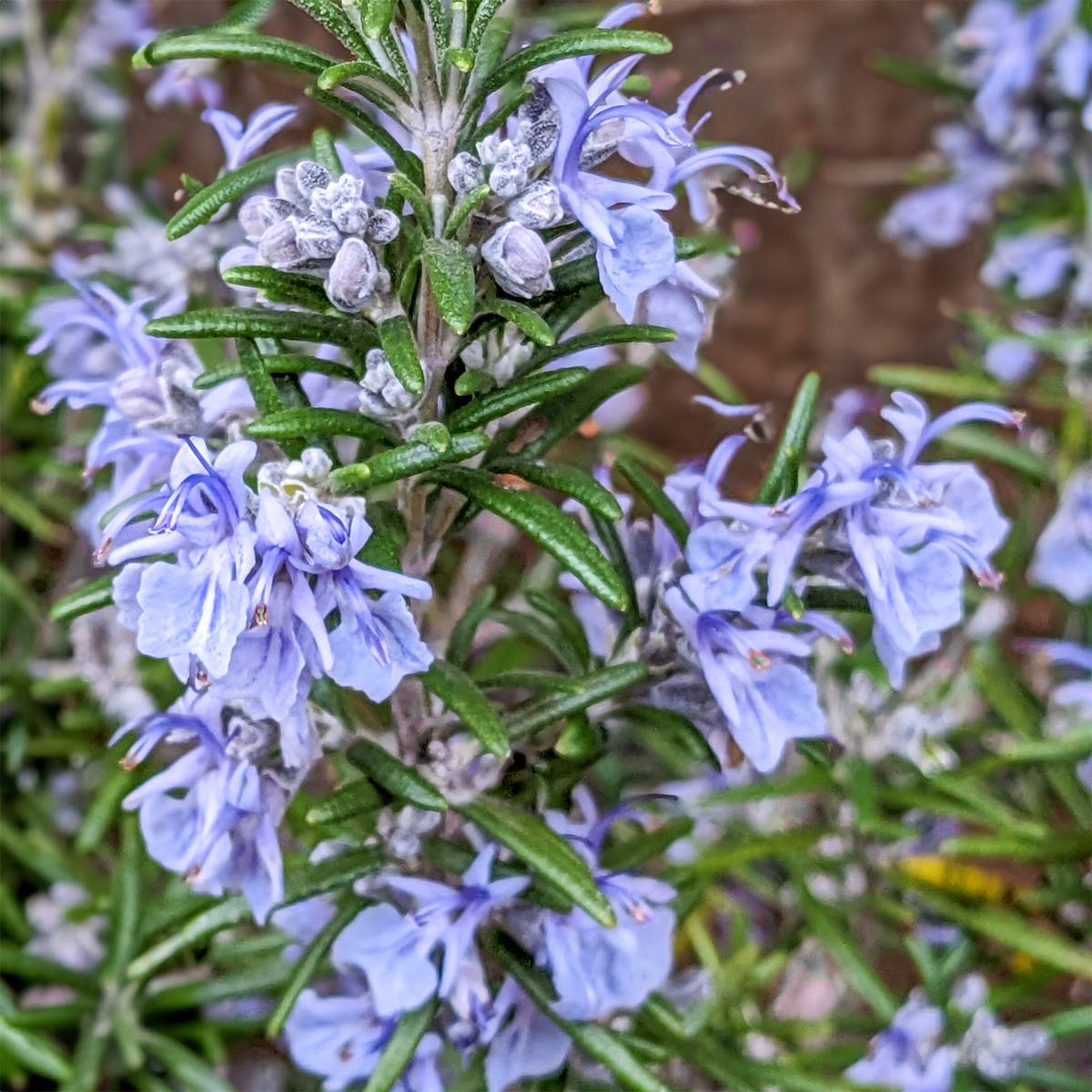 Rosmarinus officinalis 'Roman Beauty' (Rosemary)