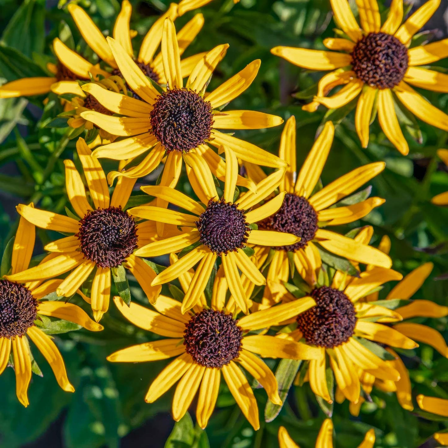 Rudbeckia fulgida 'Little Goldstar'. Close-up of yellow flowers with brown centers on a green background