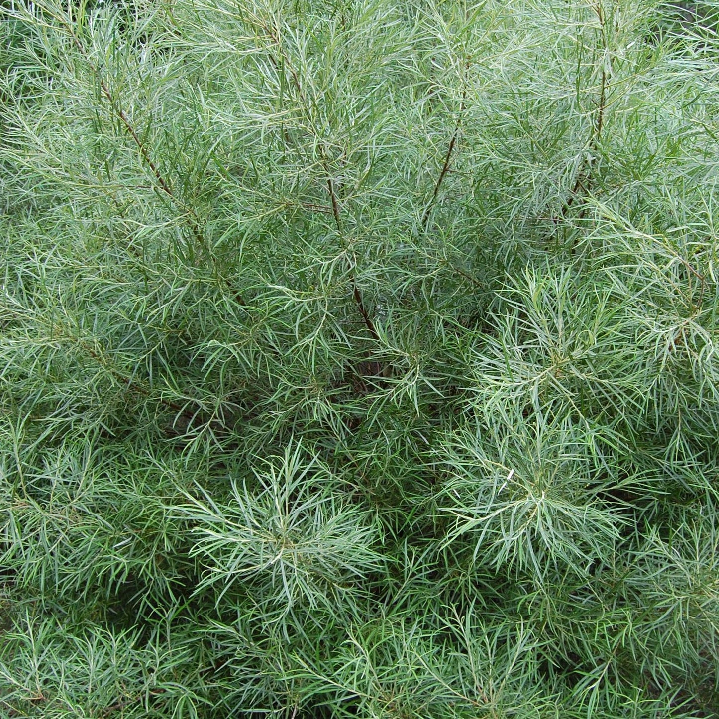 Salix elaeagnos