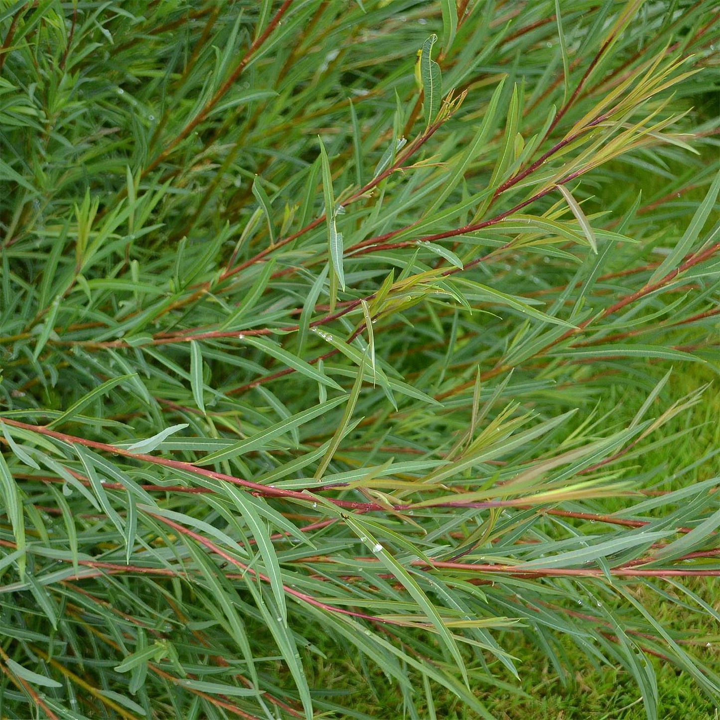 Salix purpurea 'Nancy Saunders'