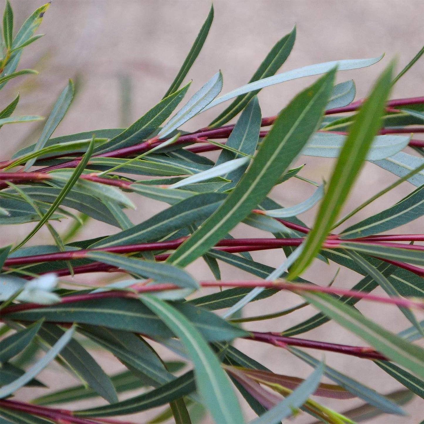 Salix purpurea 'Nancy Saunders'