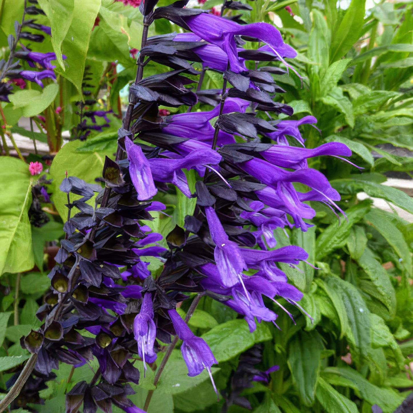Salvia 'Amistad'