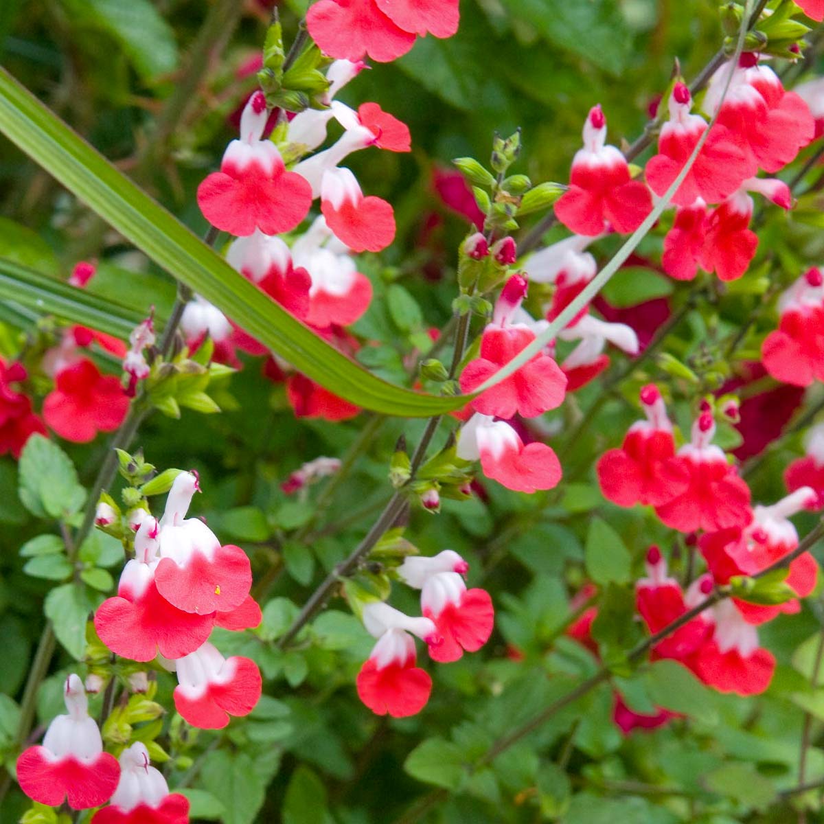 Salvia 'Hot Lips'