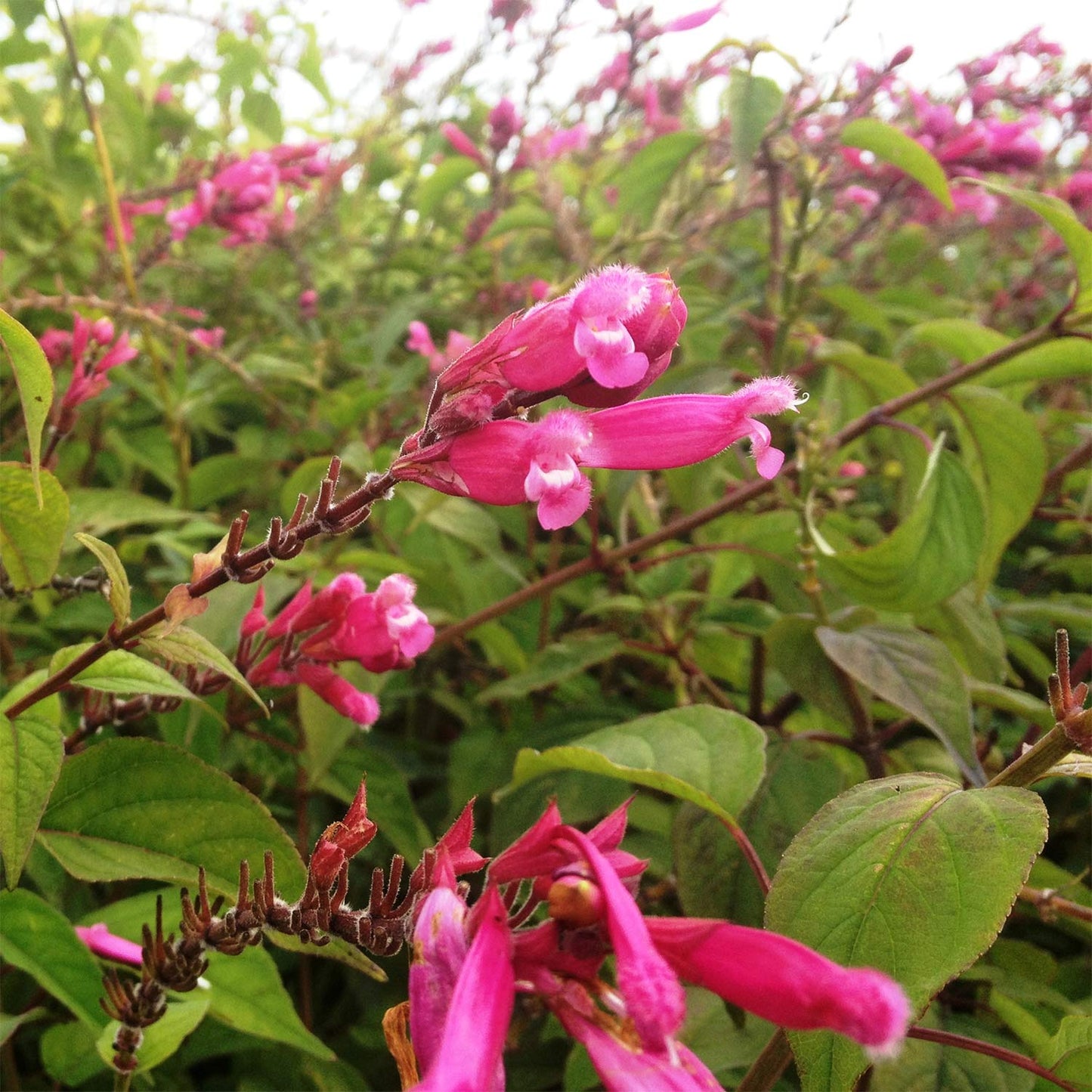 Salvia involucrata 'Bethellii'