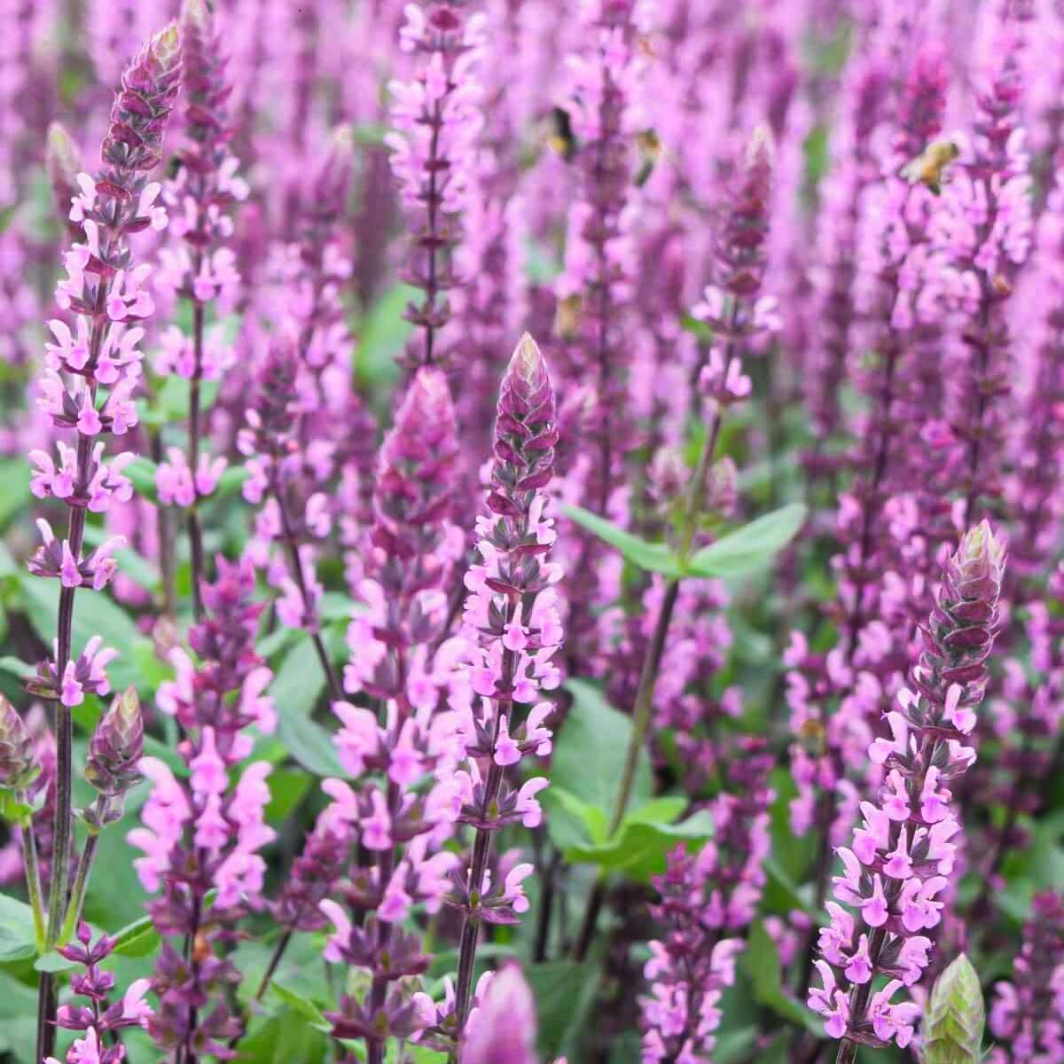 Salvia nemerosa 'Caradonna Pink Inspiration'