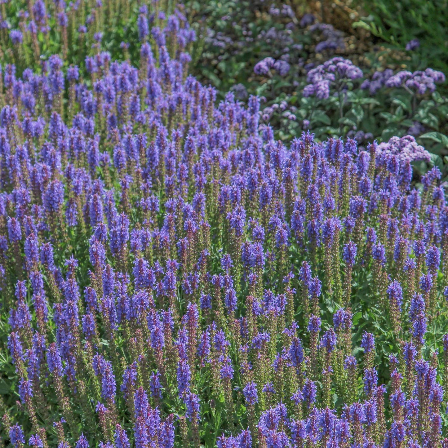 Salvia x sylvestris 'Blauhugel'