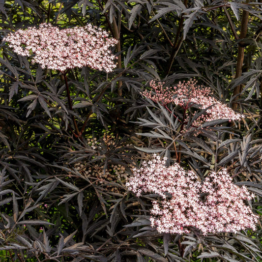 Sambucus nigra f. porphyrophylla 'Eva' (Sambucus nigra 'Black Lace')