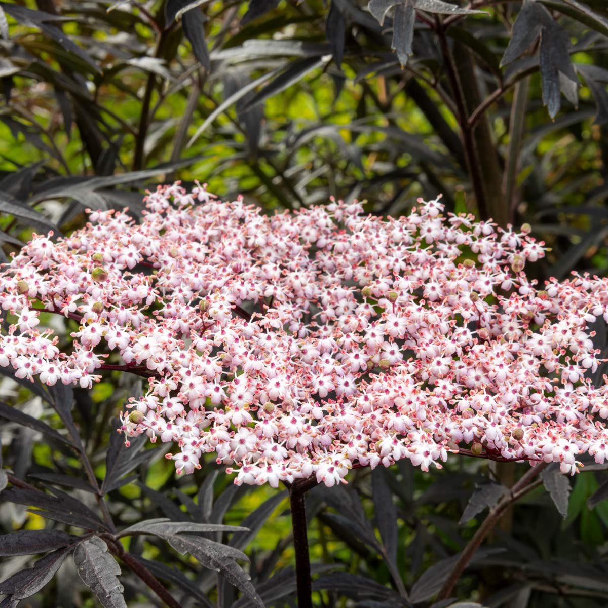 Sambucus nigra f. porphyrophylla 'Eva' (Sambucus nigra 'Black Lace')