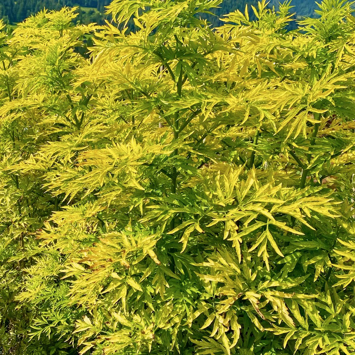 Sambucus nigra 'Golden Tower'