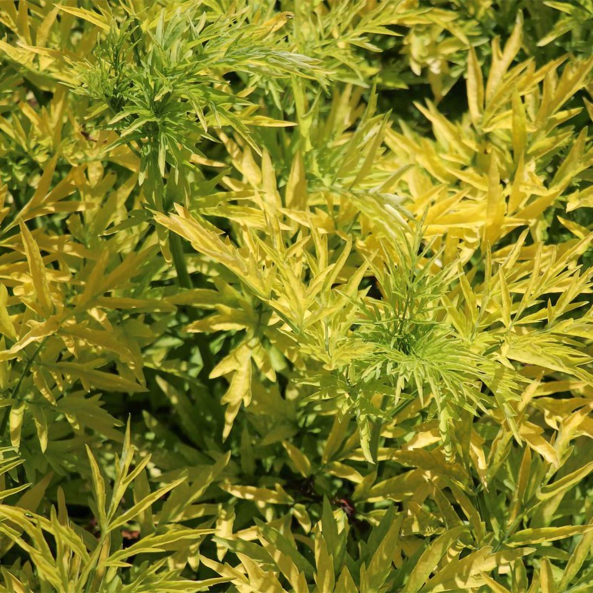 Sambucus nigra 'Golden Tower'