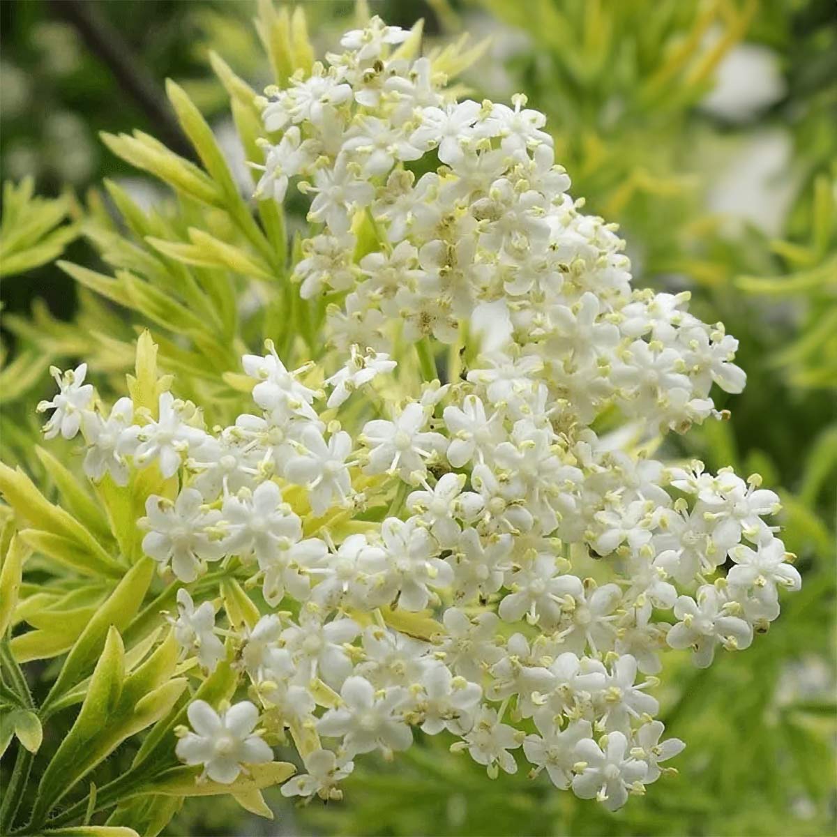 Sambucus nigra 'Golden Tower'