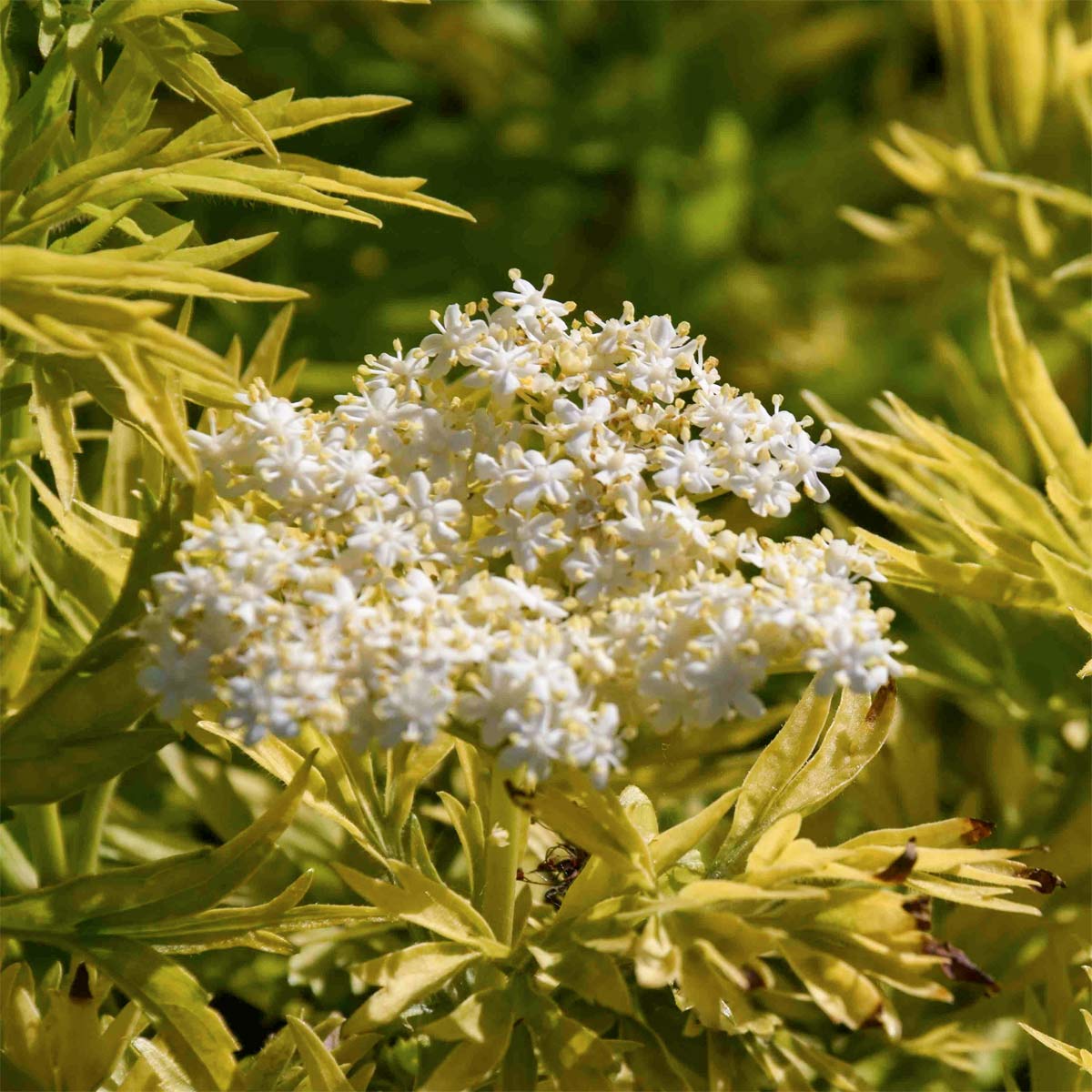 Sambucus nigra 'Golden Tower'
