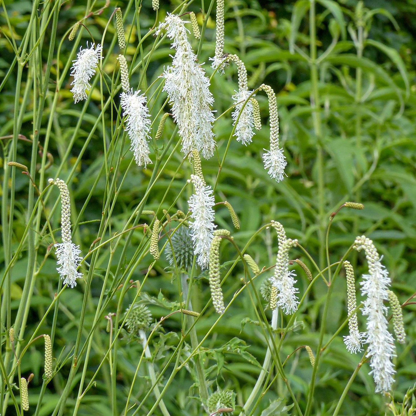 Sanguisorba albiflora