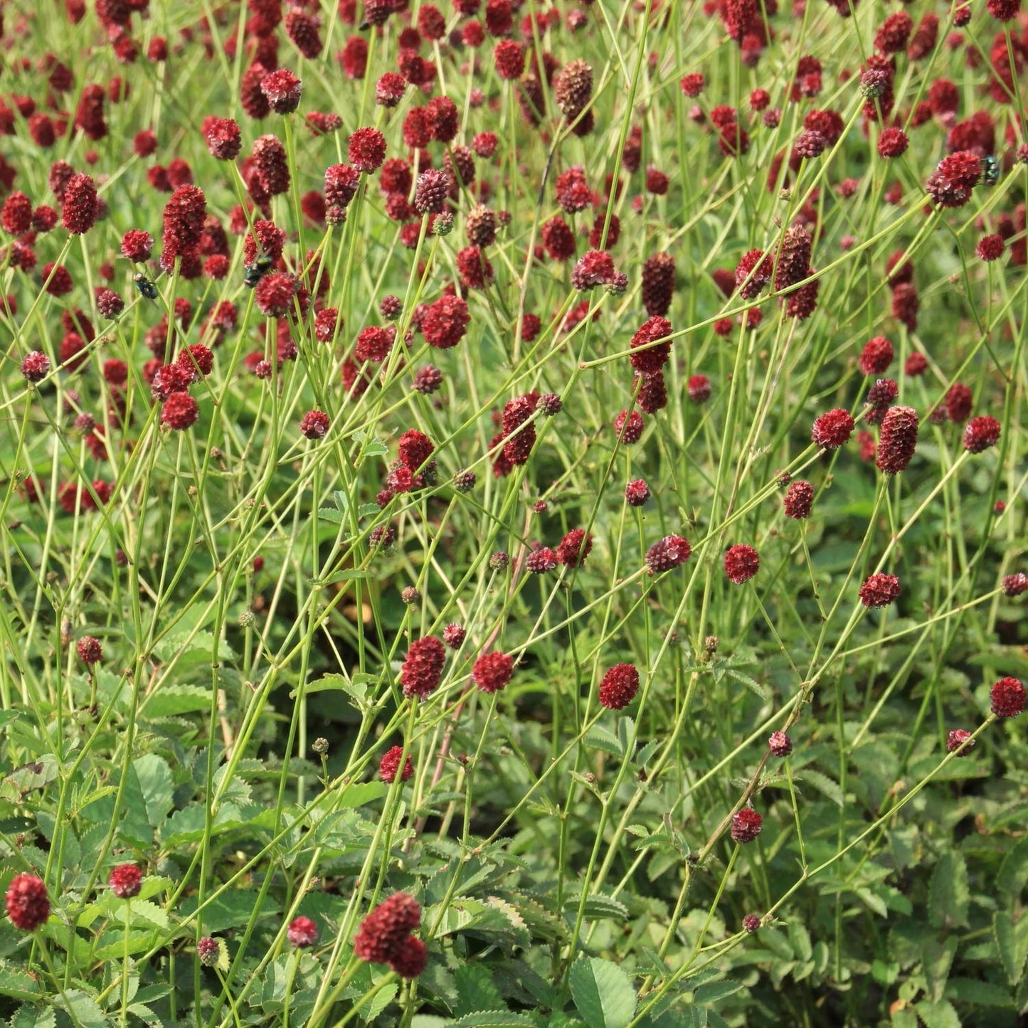 Sanguisorba officinalis 'Japan'