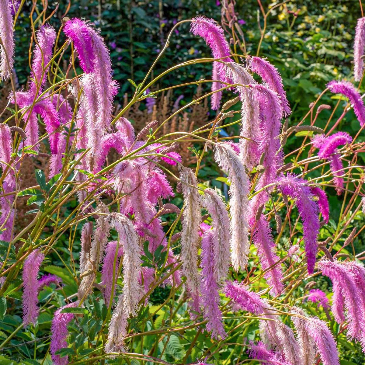 Sanguisorba 'Pink Brushes'