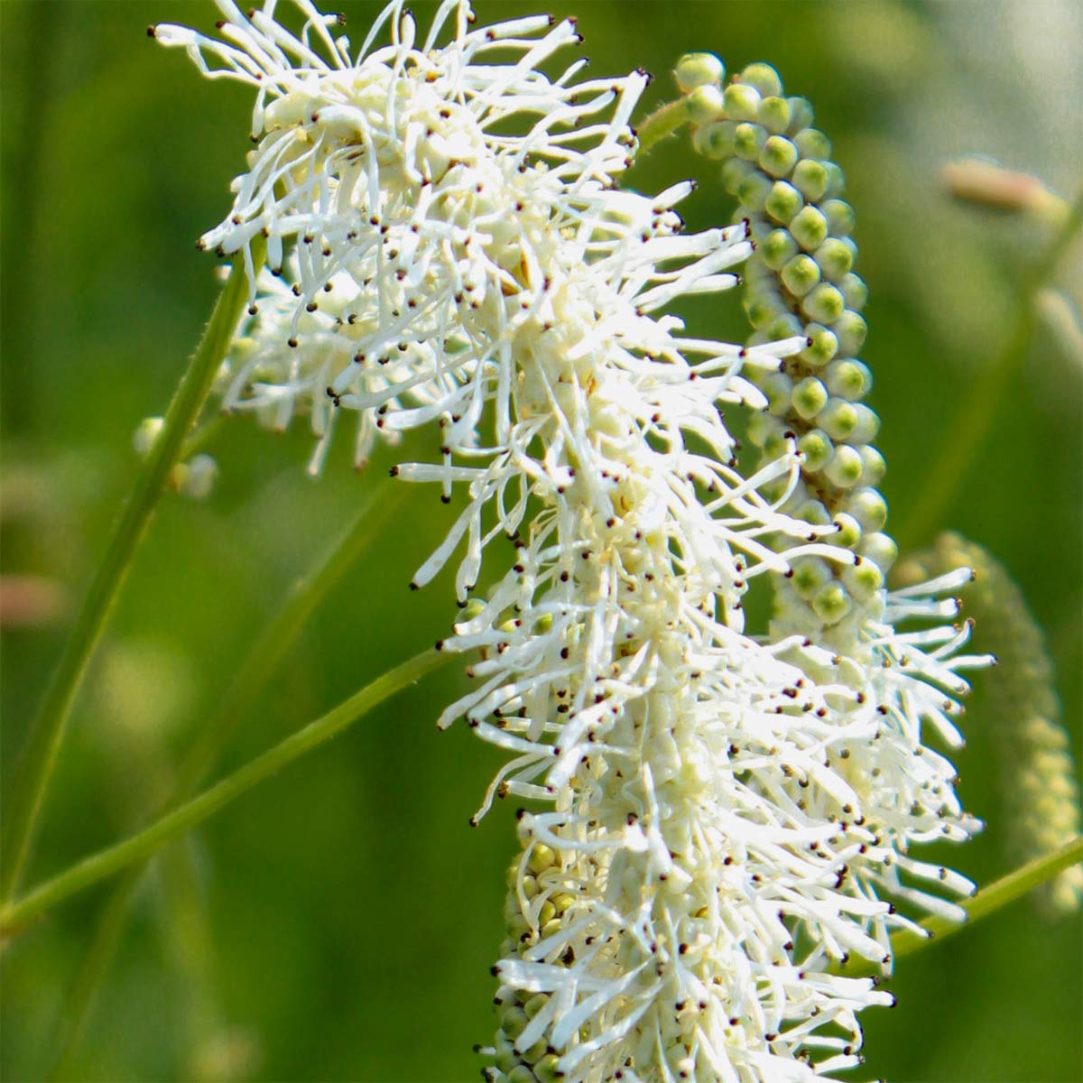 Sanguisorba tenuifolia 'Alba'