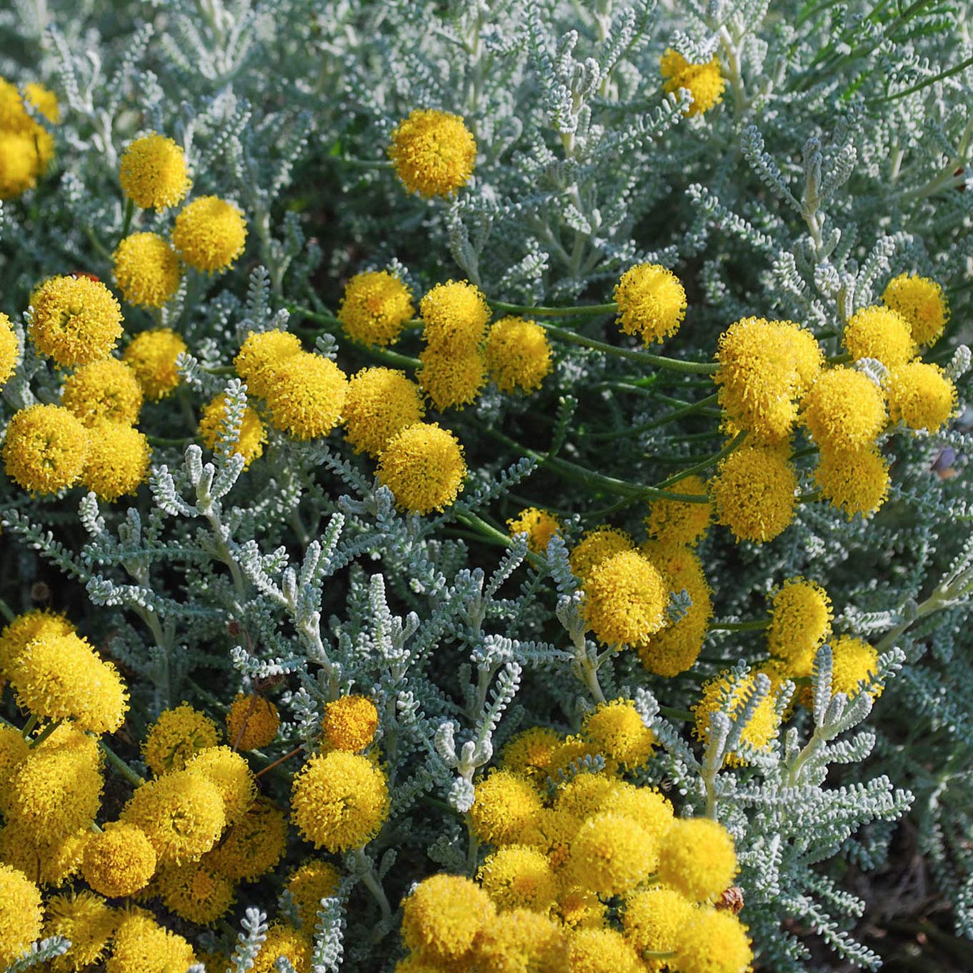 Santolina chamaecyparissus