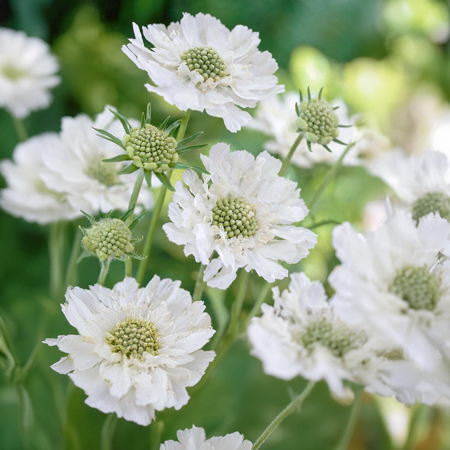 Scabiosa caucasica 'Perfecta Alba'