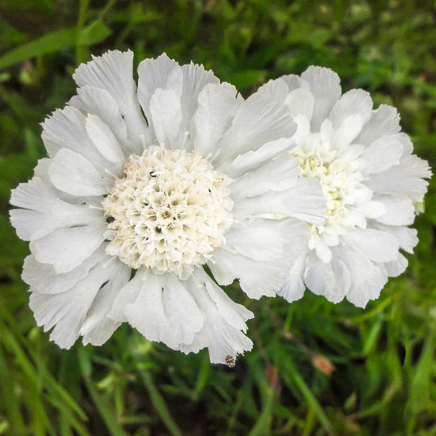 Scabiosa caucasica 'Perfecta Alba'