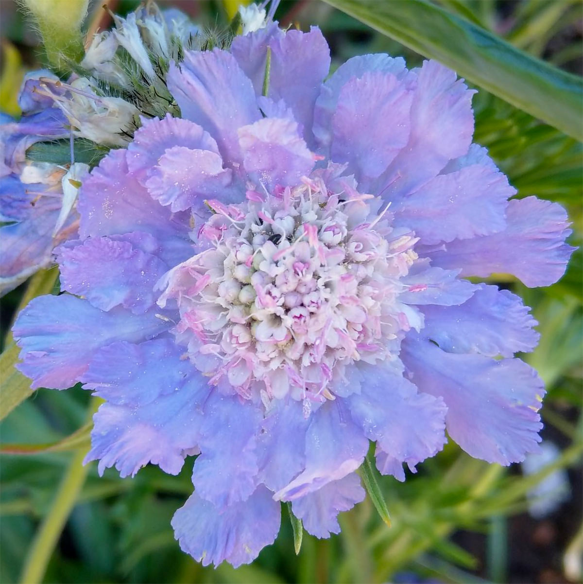 Scabiosa caucasica 'Perfecta Blue'