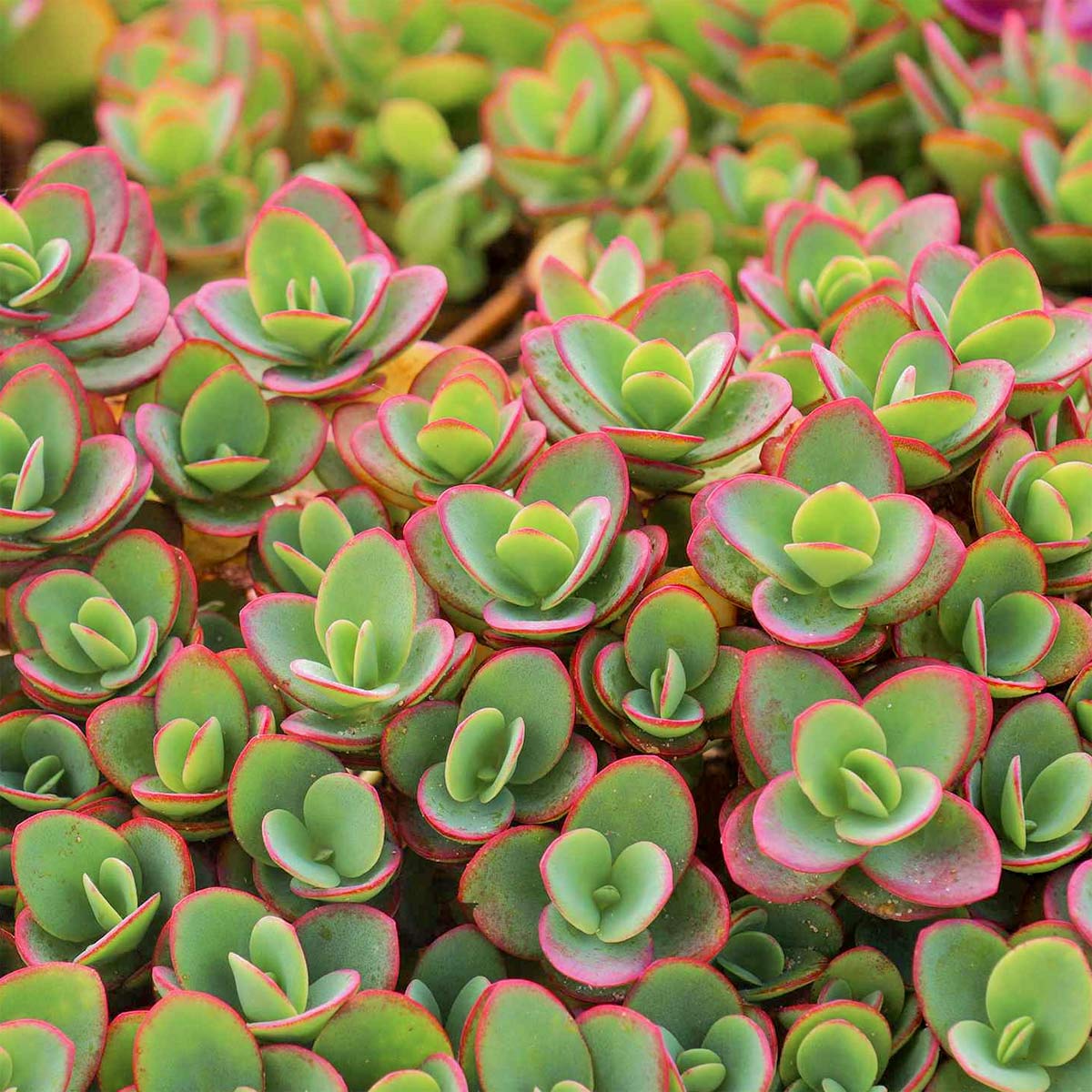 Sedum Sunsparkler 'Lime Zinger'; Hylotelephium 'Lime Zinger' (SunSparkler Series) stonecrop