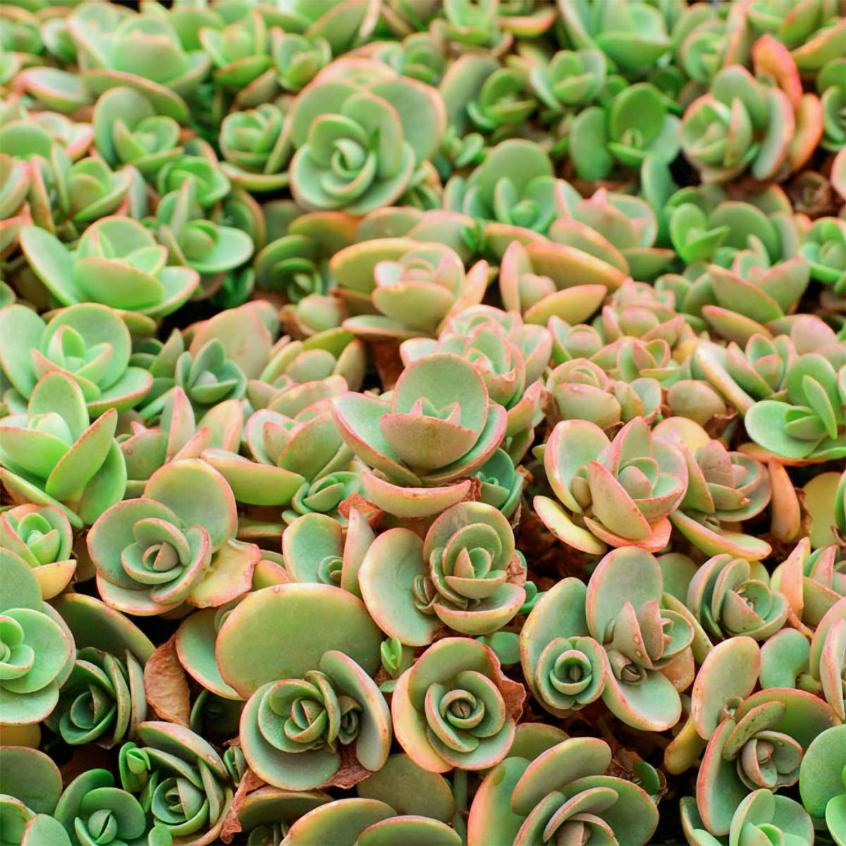 Sedum Sunsparkler 'Lime Zinger'; Hylotelephium 'Lime Zinger' (SunSparkler Series) stonecrop