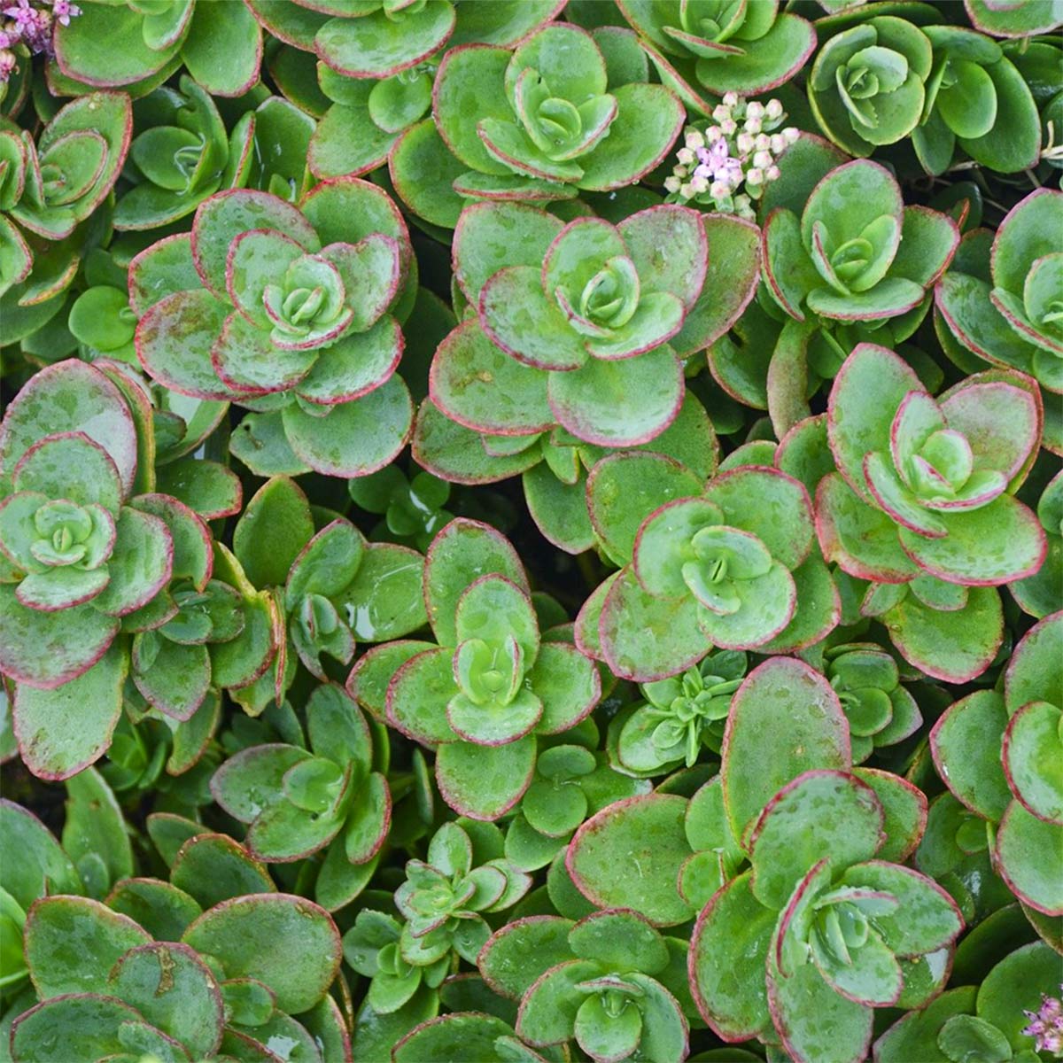 Sedum Sunsparkler 'Lime Zinger'; Hylotelephium 'Lime Zinger' (SunSparkler Series) stonecrop