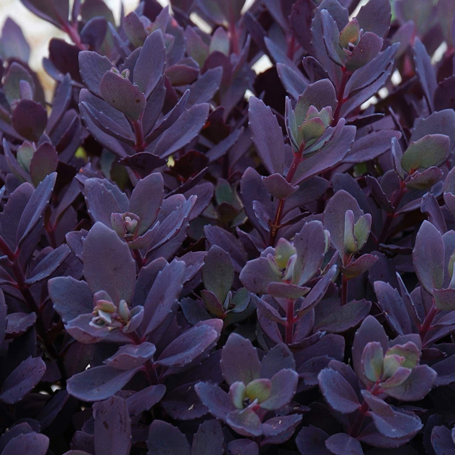 Sedum Sunsparkler 'Plum Dazzled'