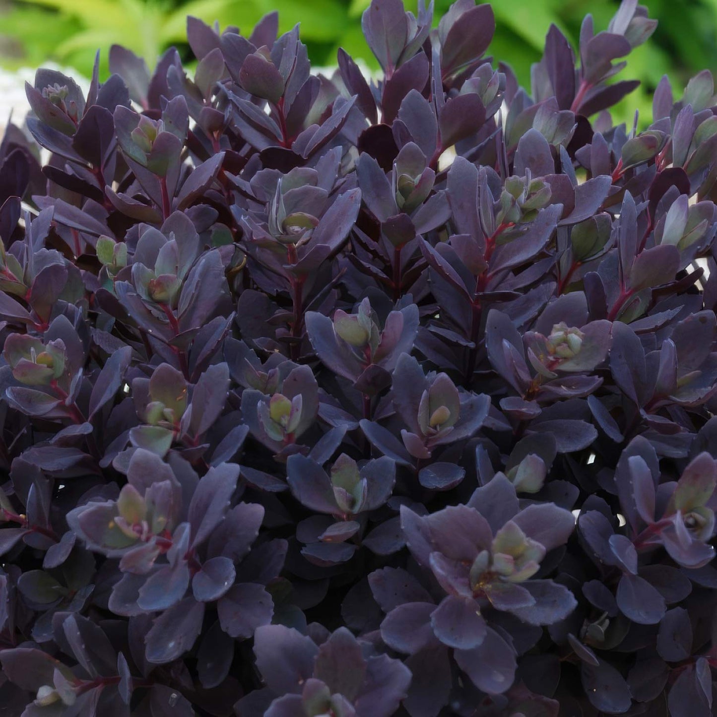 Sedum Sunsparkler 'Plum Dazzled'