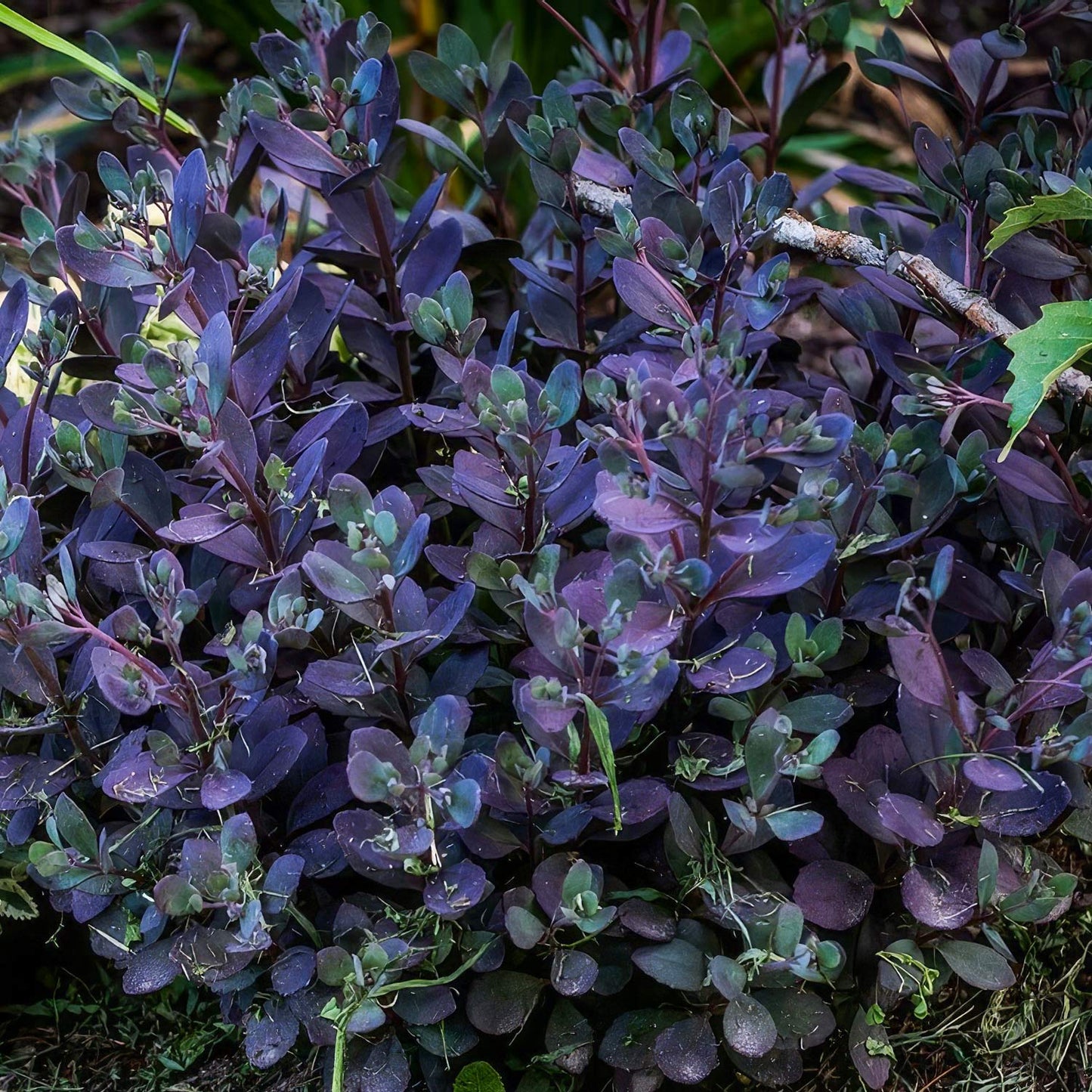 Sedum Sunsparkler 'Plum Dazzled'