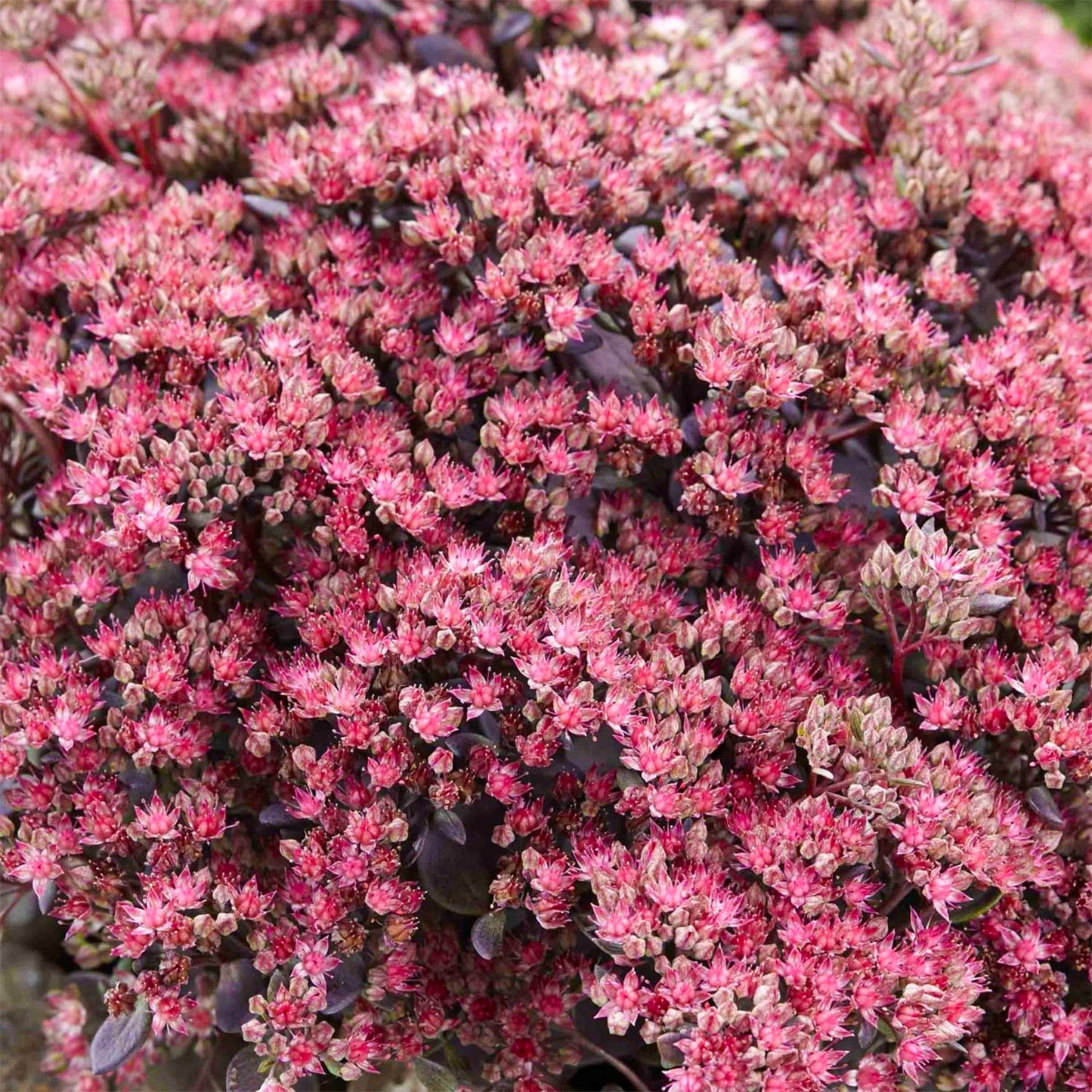 Sedum Sunsparkler 'Plum Dazzled'